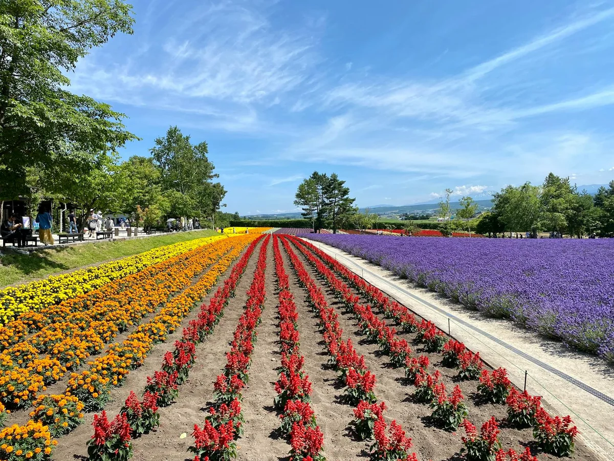 Biei Patchwork Road view 1