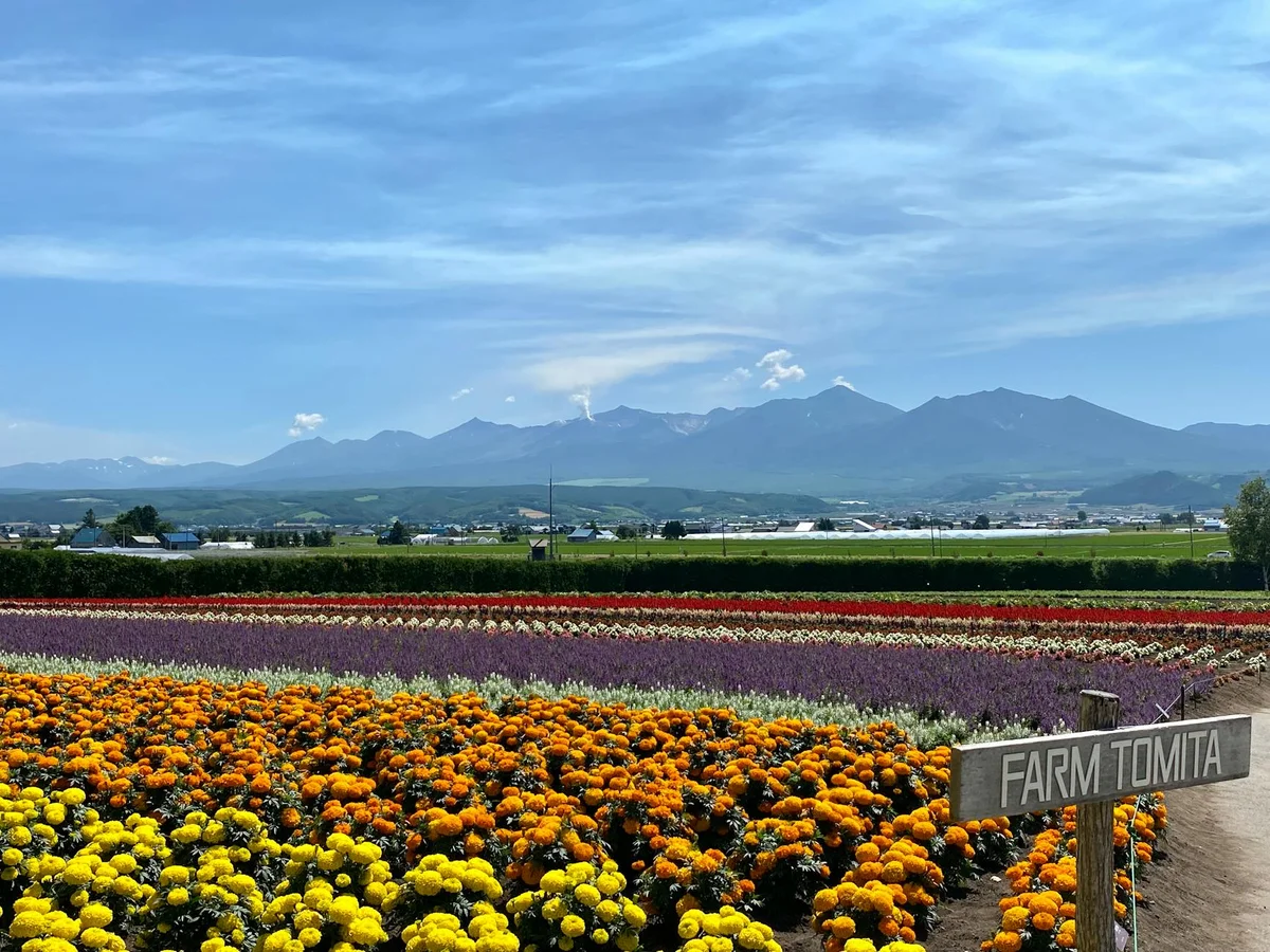 Furano Flower Fields feature