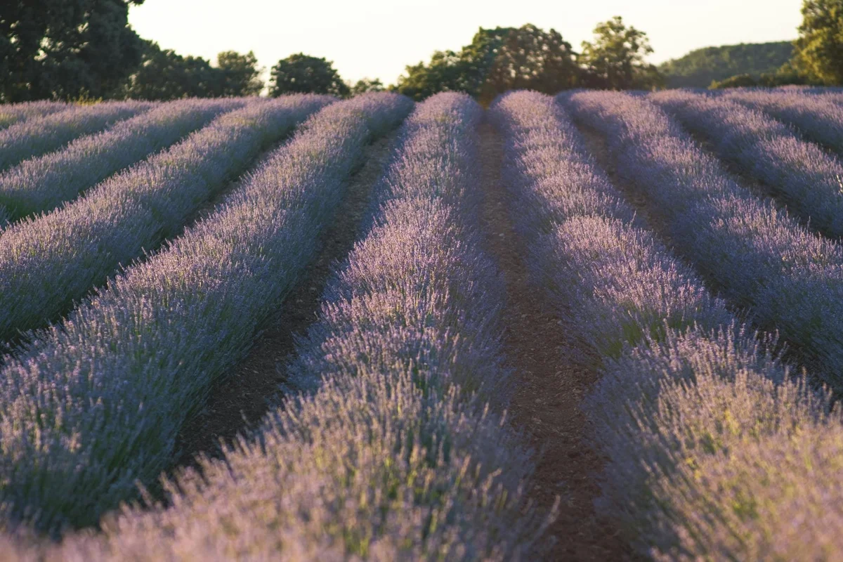 Furano Flower Fields view 1
