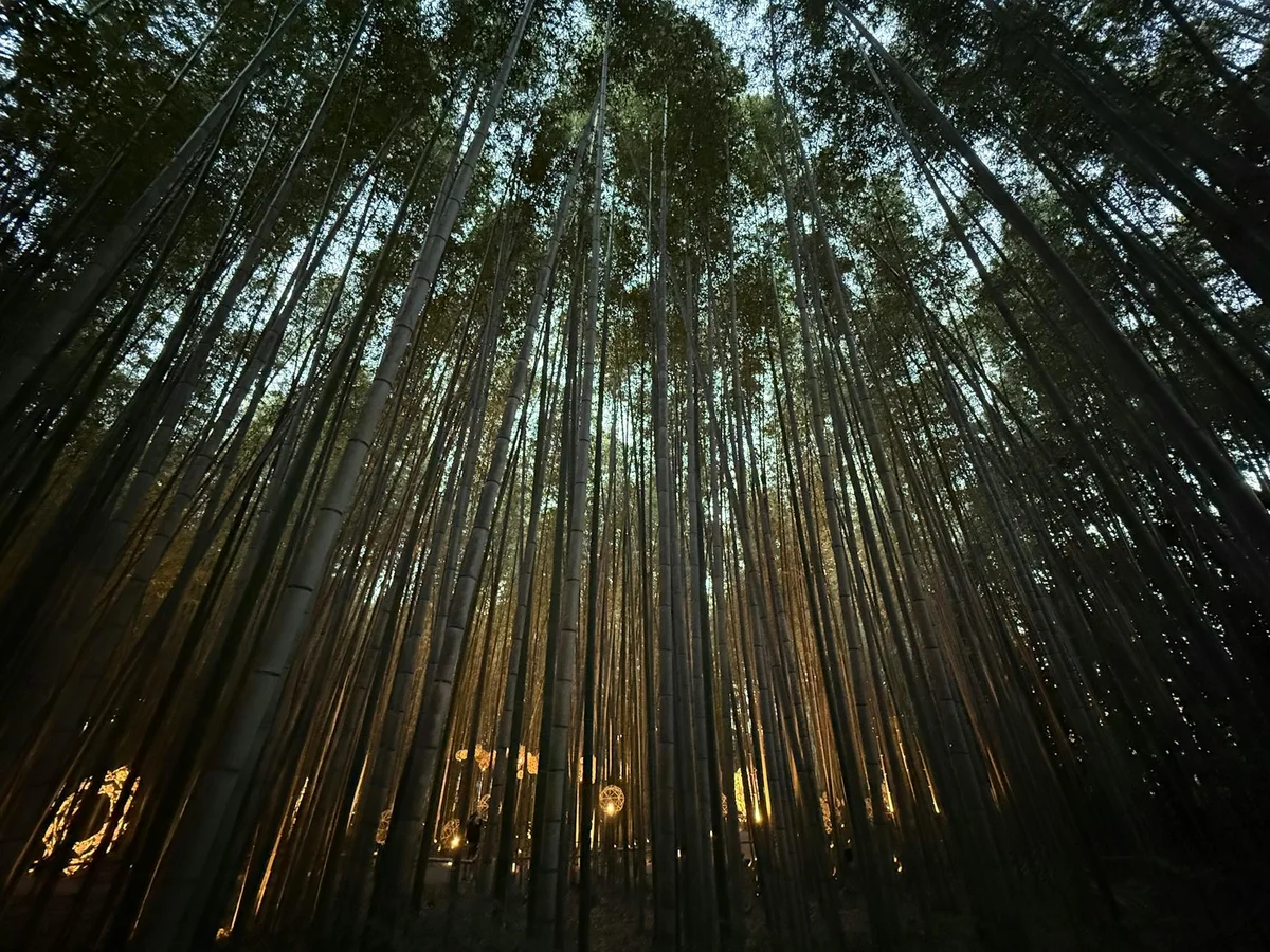 Arashiyama Bamboo Grove view 2