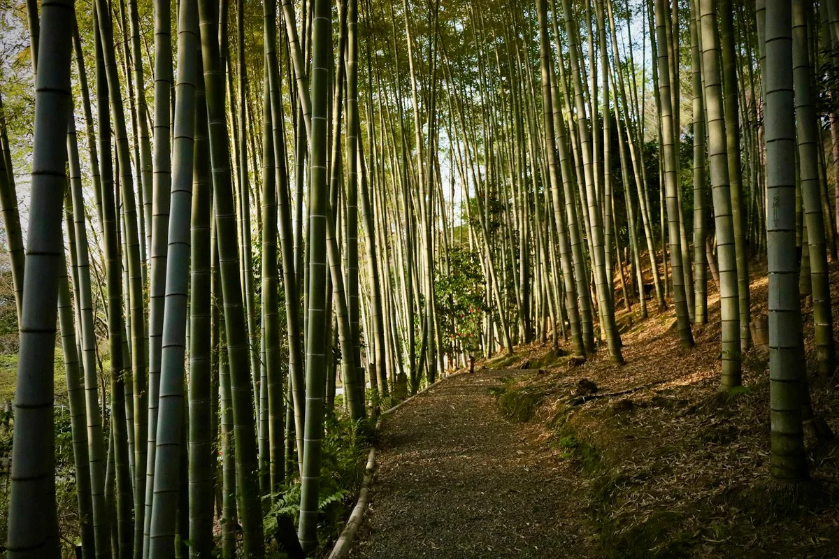 Arashiyama Bamboo Grove feature
