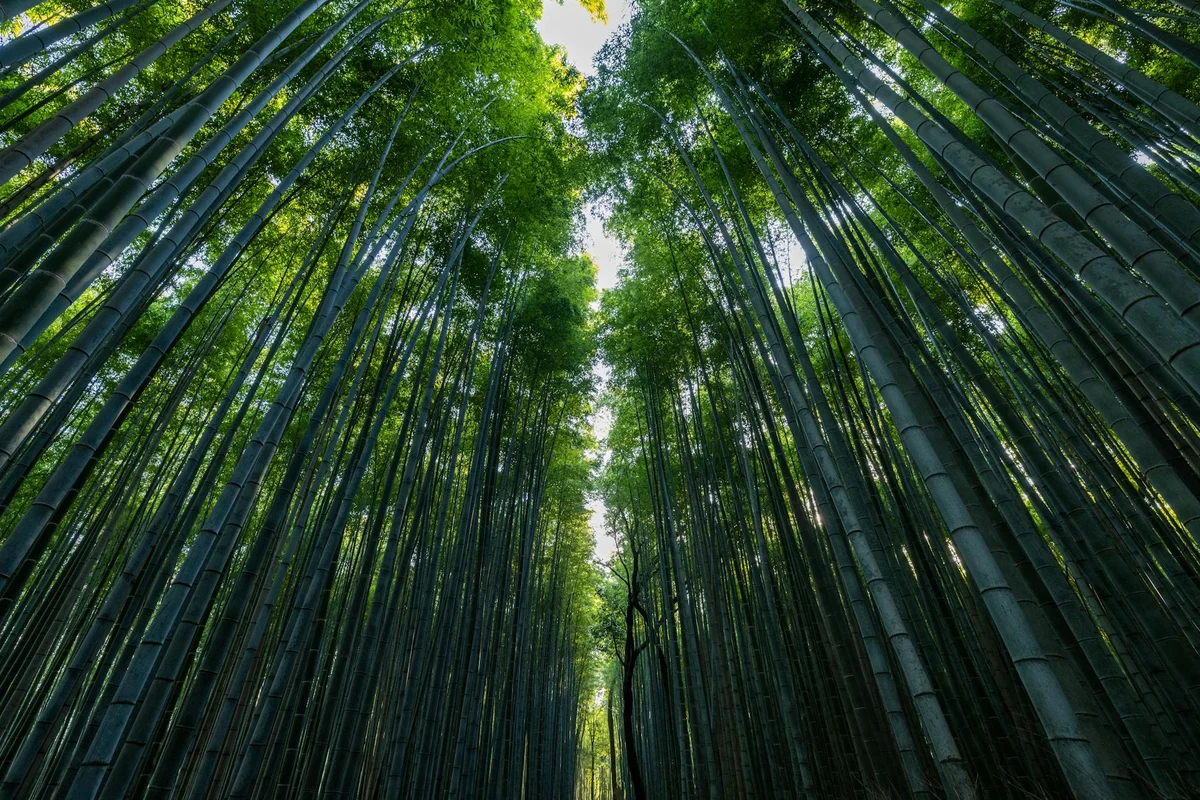 Arashiyama Bamboo Grove view 1