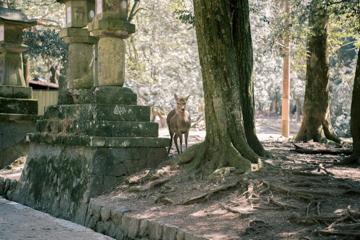 Kōfuku-ji Temple view 1