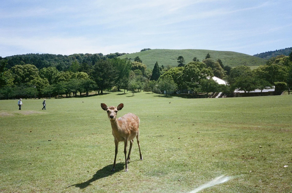 Nara National Museum view 2
