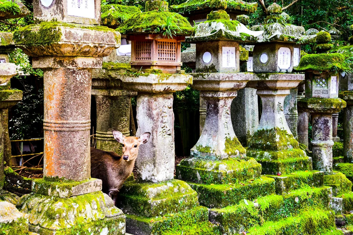 Shin-Yakushi-ji Temple view 2