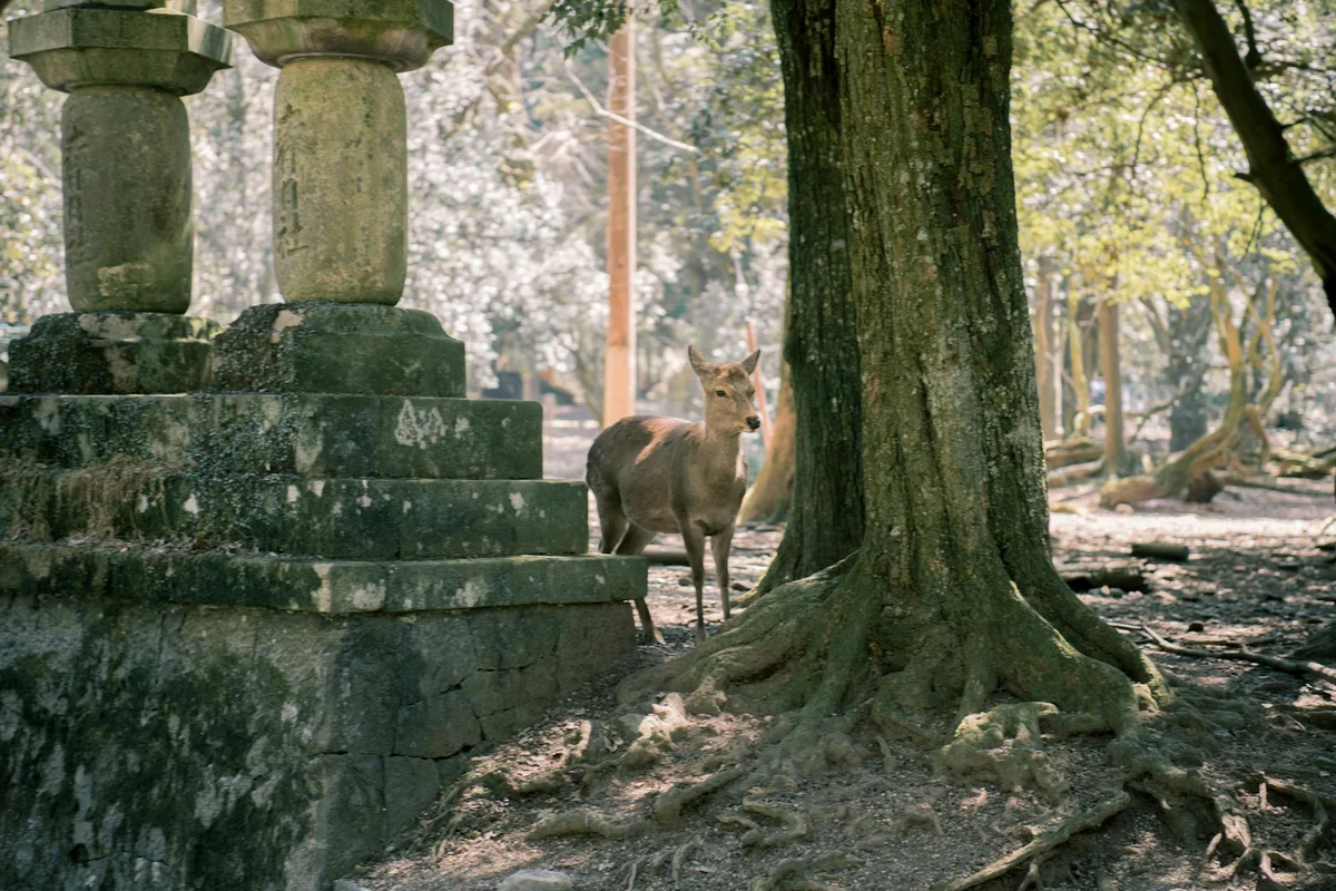 Tōdai-ji Temple view 2