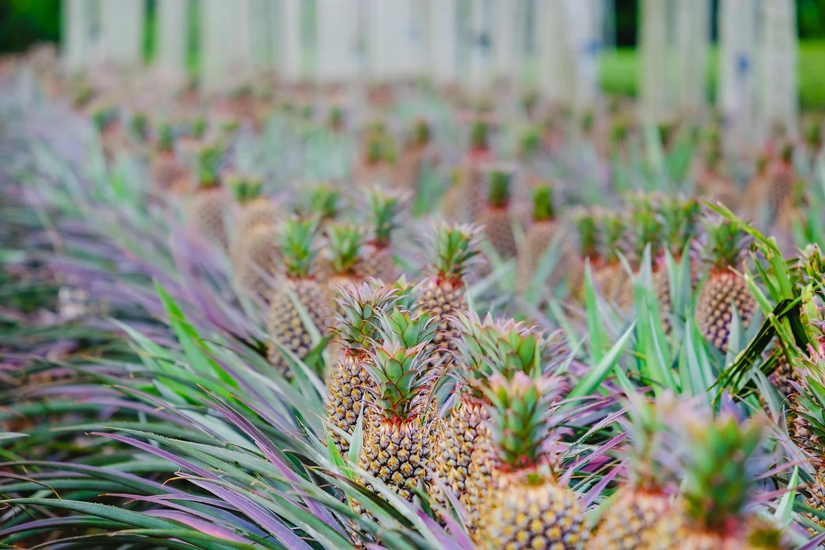 Nago Pineapple Park feature