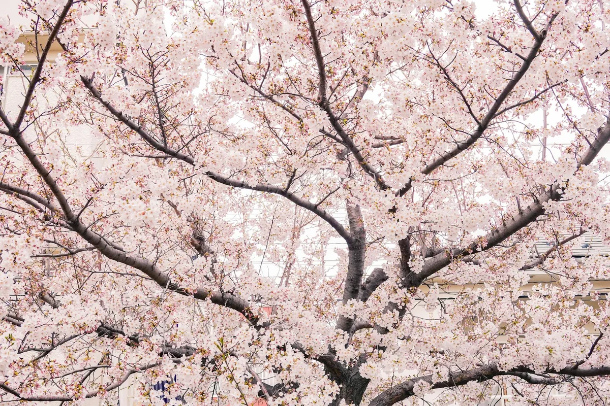 Onoyama Park view 2