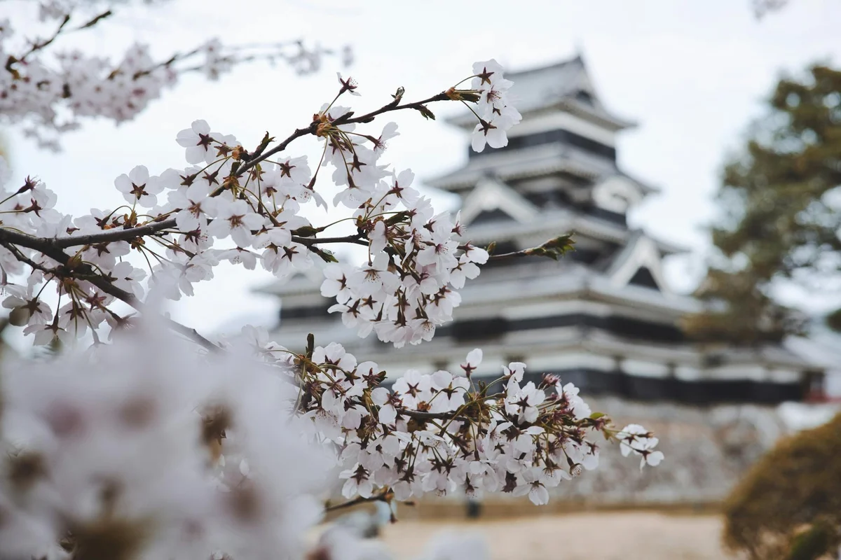 Nakijin Castle Ruins feature