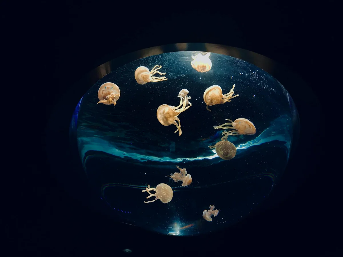 Okinawa Churaumi Aquarium view 2