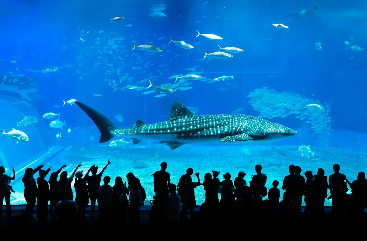 Okinawa Churaumi Aquarium feature