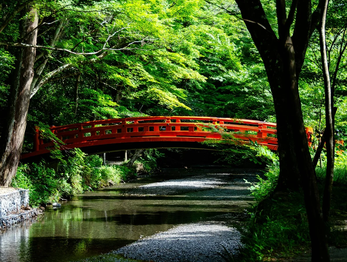 Kunigami Forest Therapy feature