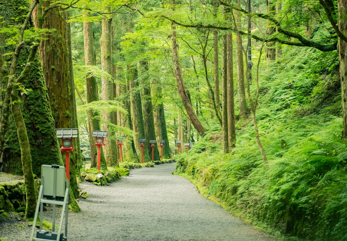 Kunigami Forest Therapy view 2