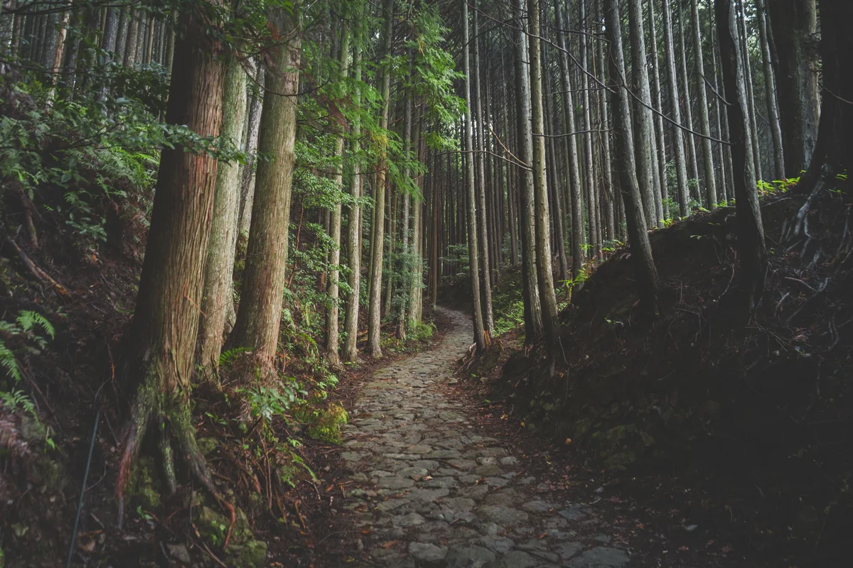 Arashiyama Bamboo Grove view 2