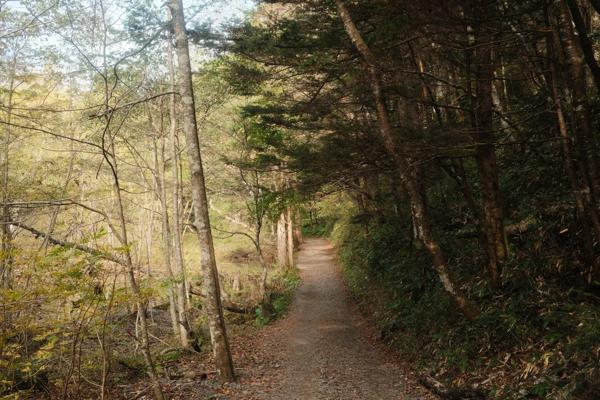 Arashiyama Bamboo Grove view 1