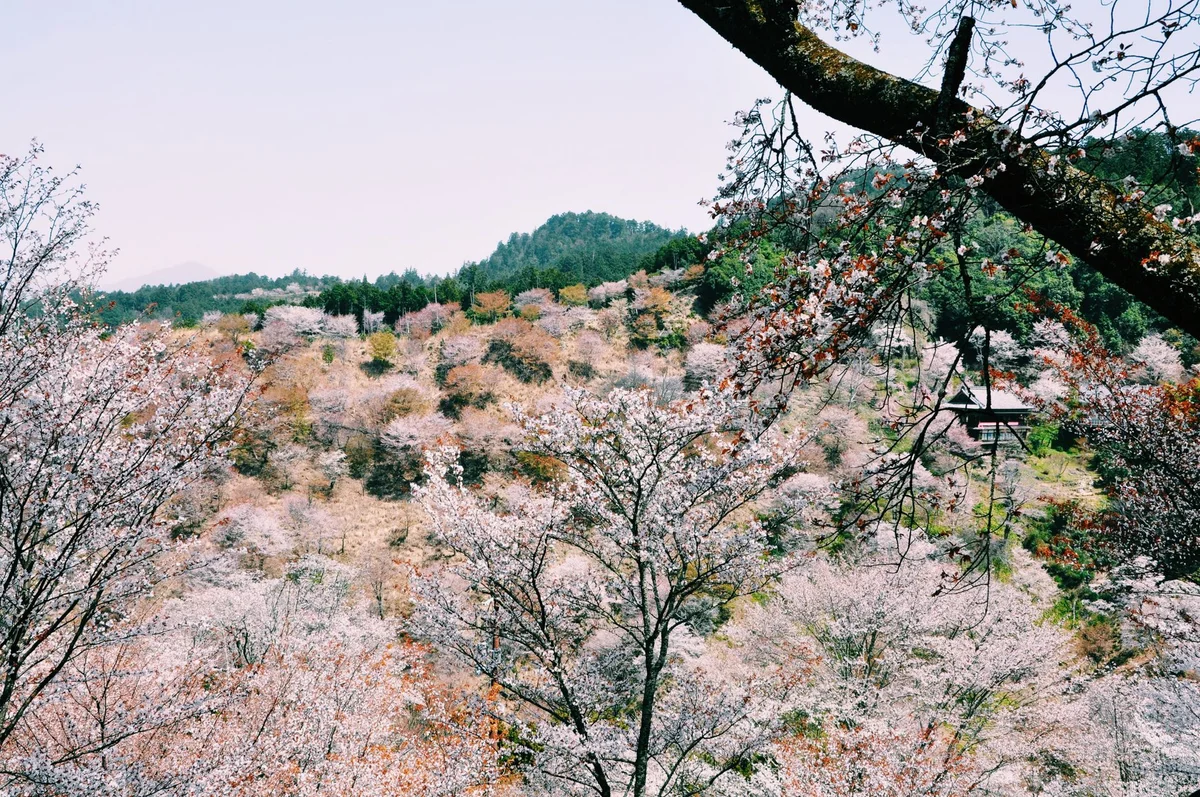 Chikurin-in Gunpoen view 1