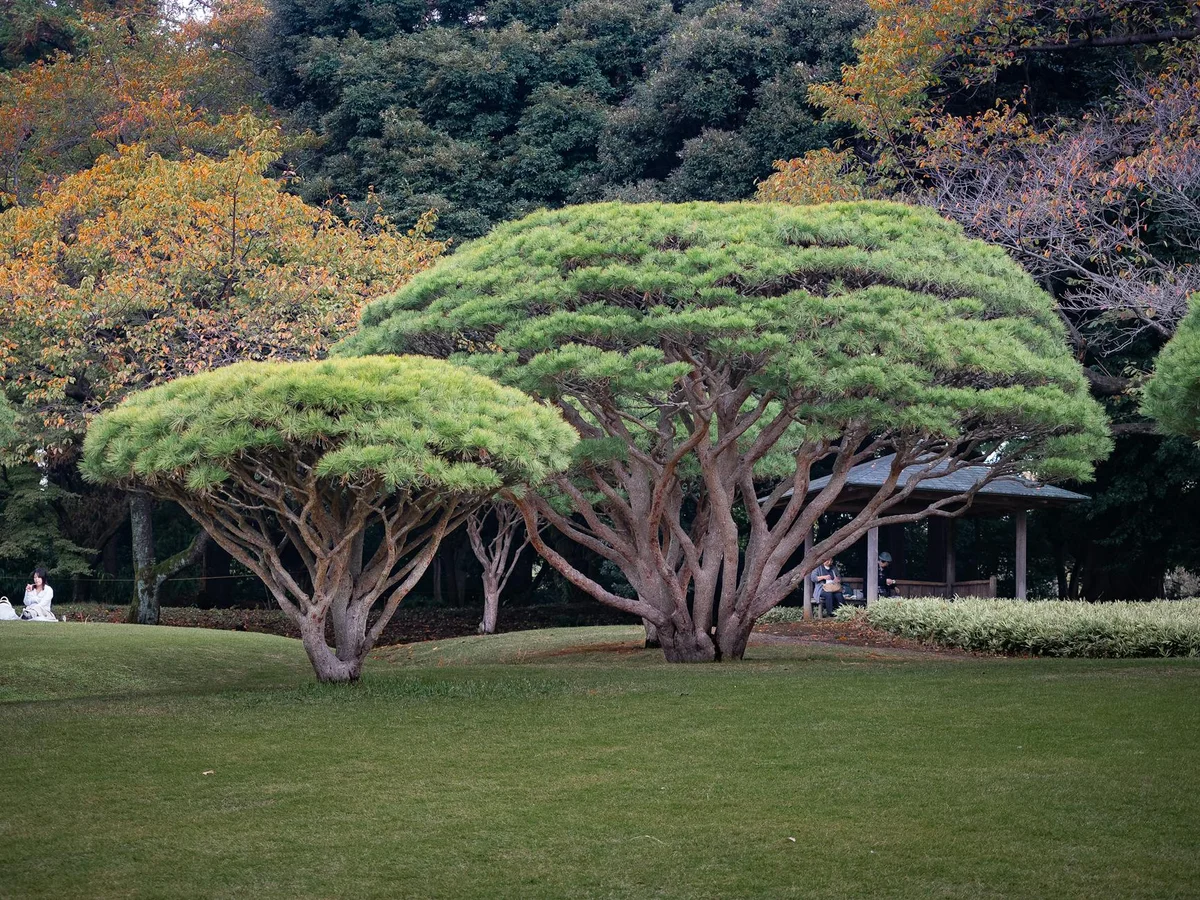 Shinjuku Gyoen National Garden feature