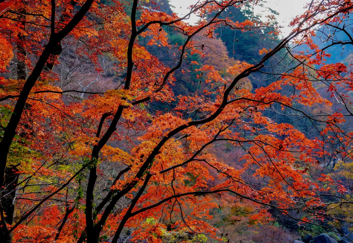 Shinjuku Gyoen view 2