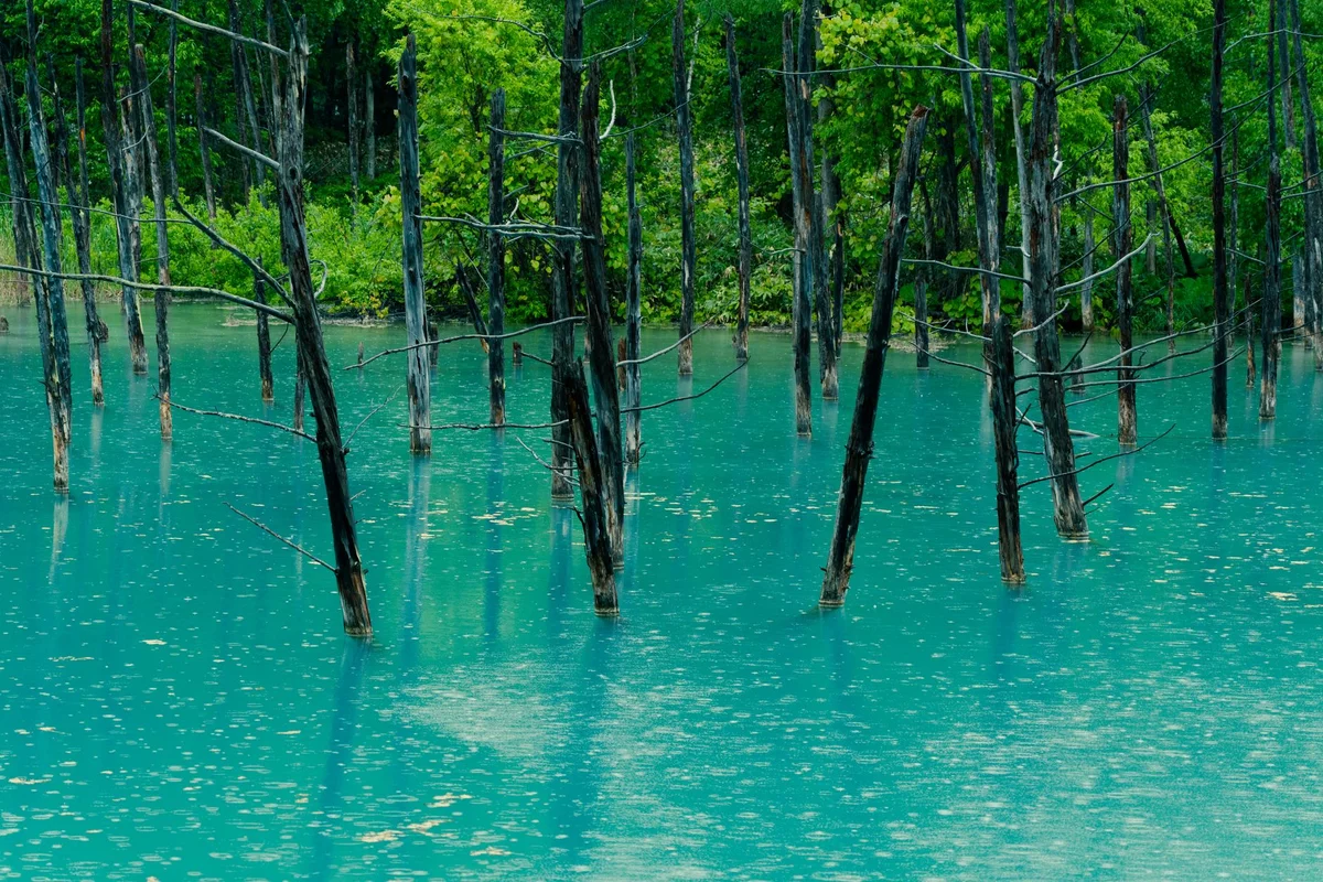 Shirogane Blue Pond feature