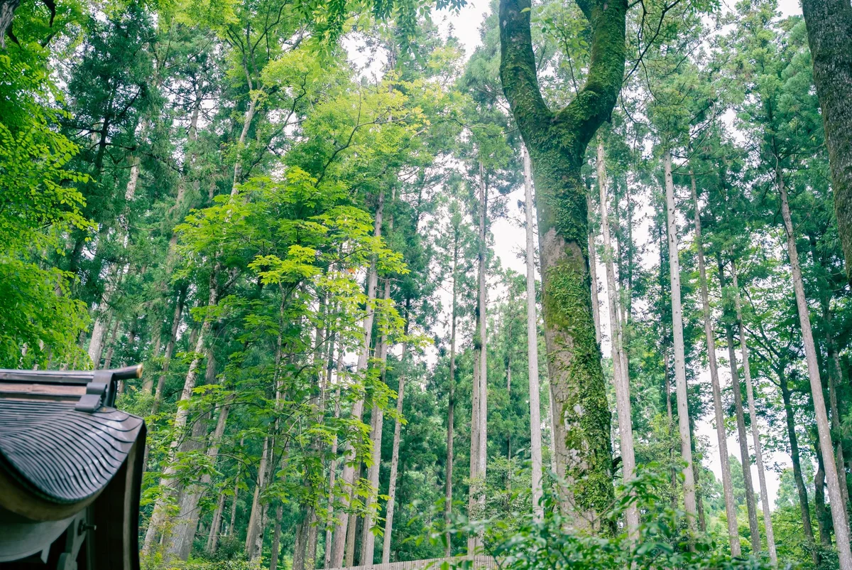 Tadasu No Mori view 2