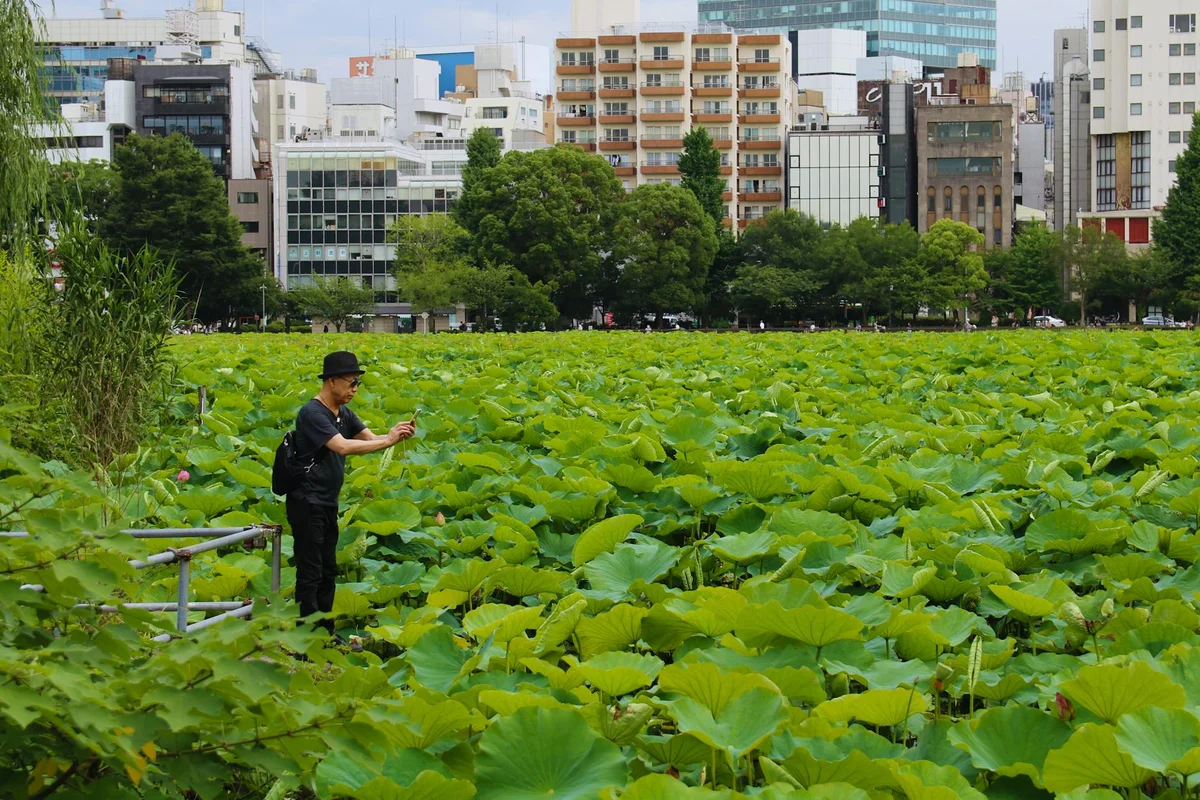Ueno Park view 2
