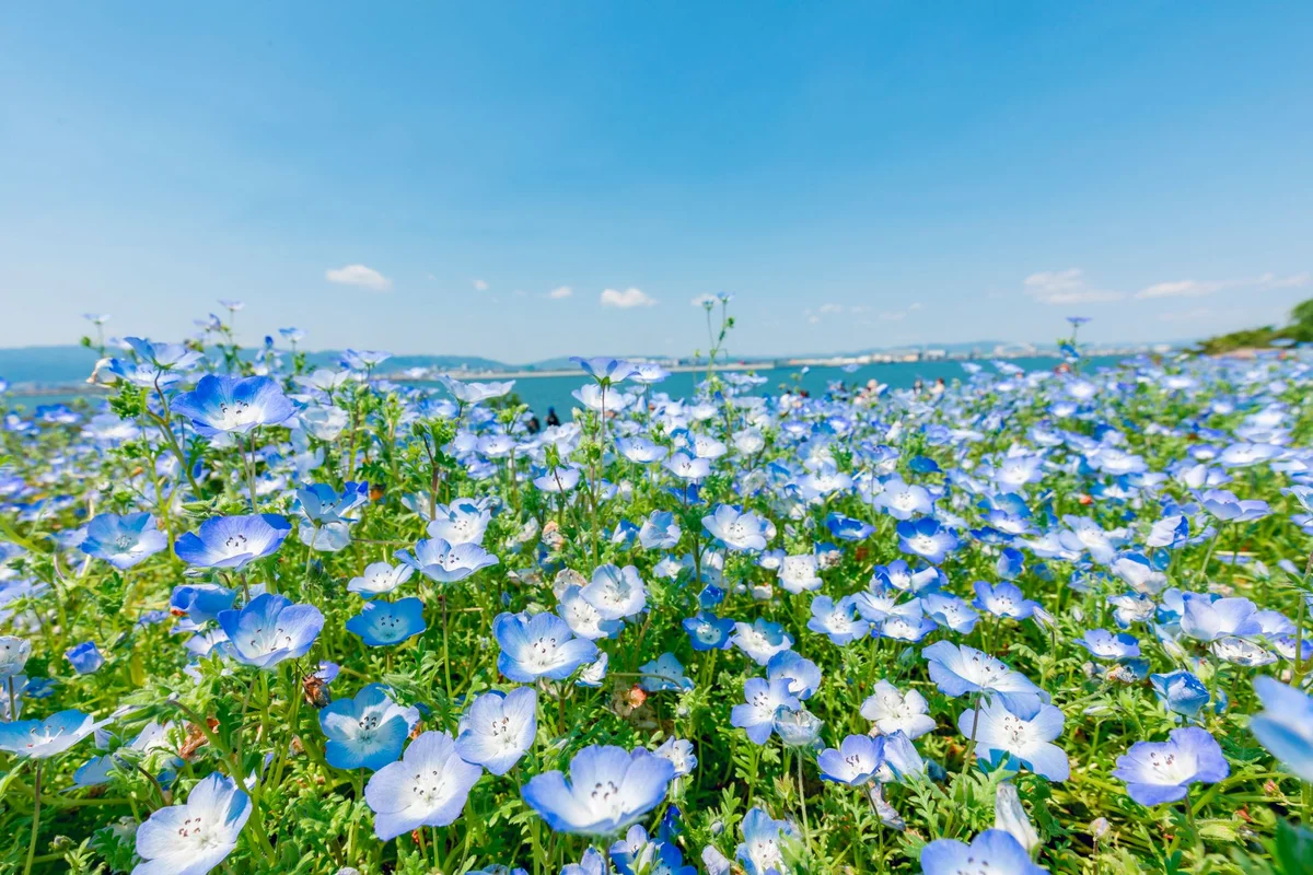 Uminonakamichi Seaside Park feature
