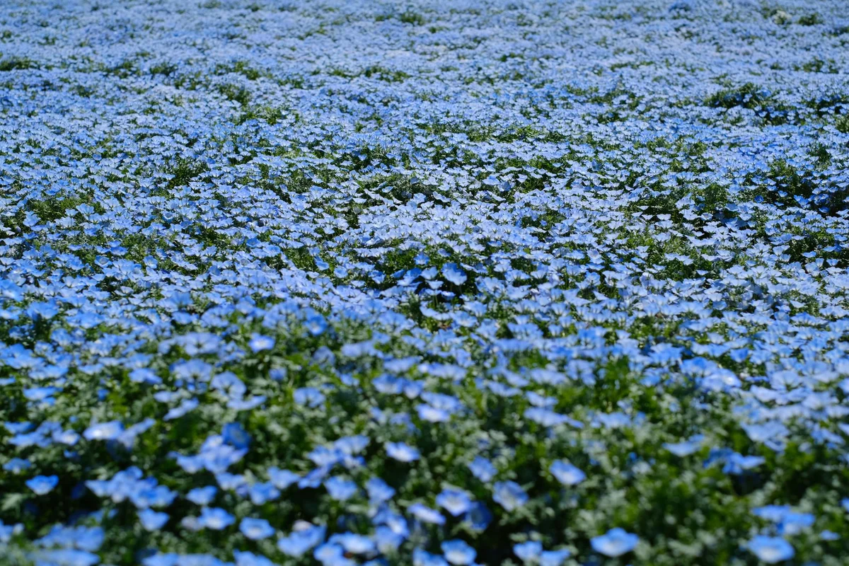 Uminonakamichi Seaside Park view 2