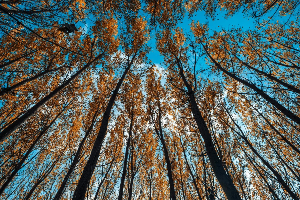 Arslanbob Walnut Forest feature