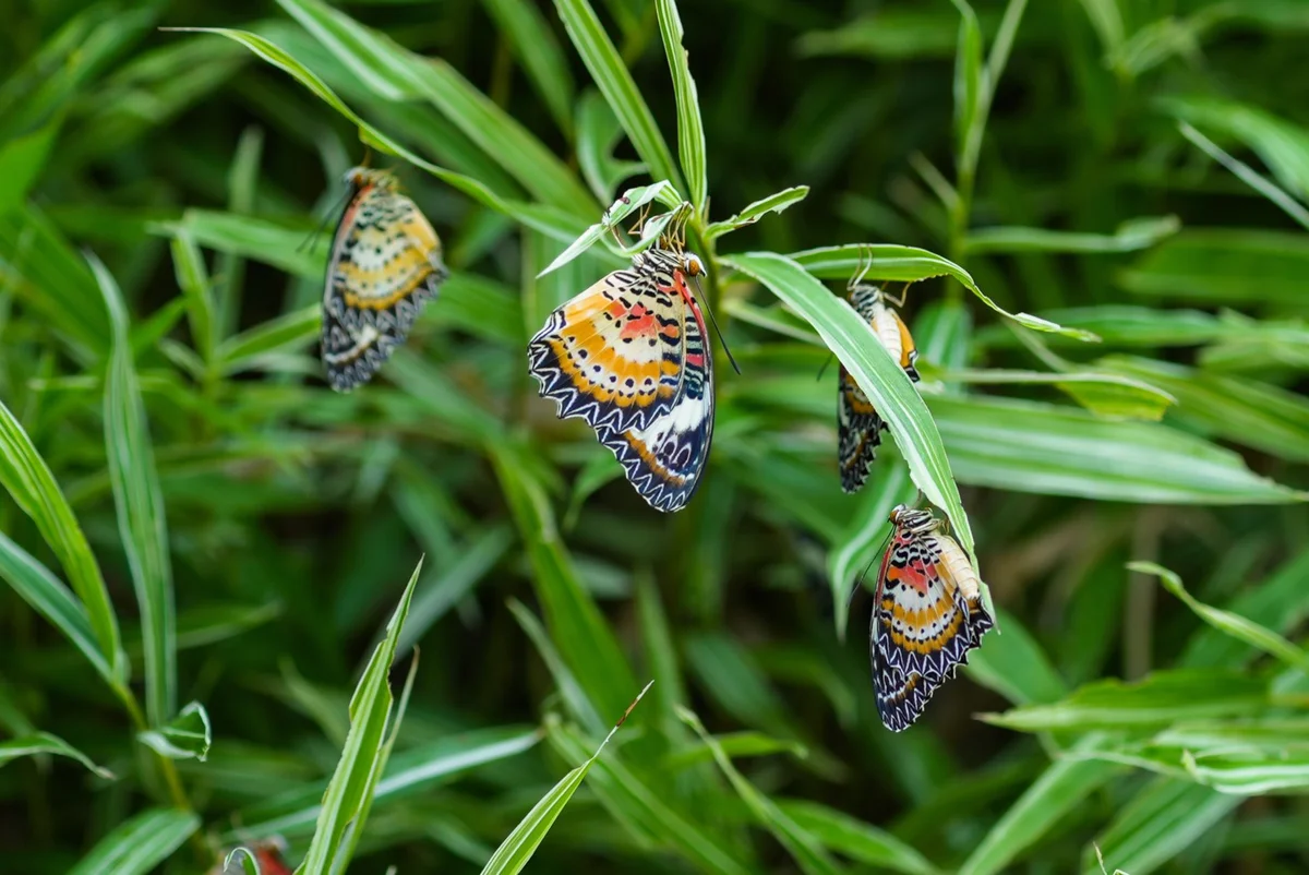Kuang Si Butterfly Park feature