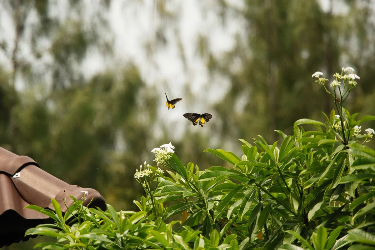 Kuang Si Butterfly Park view 2