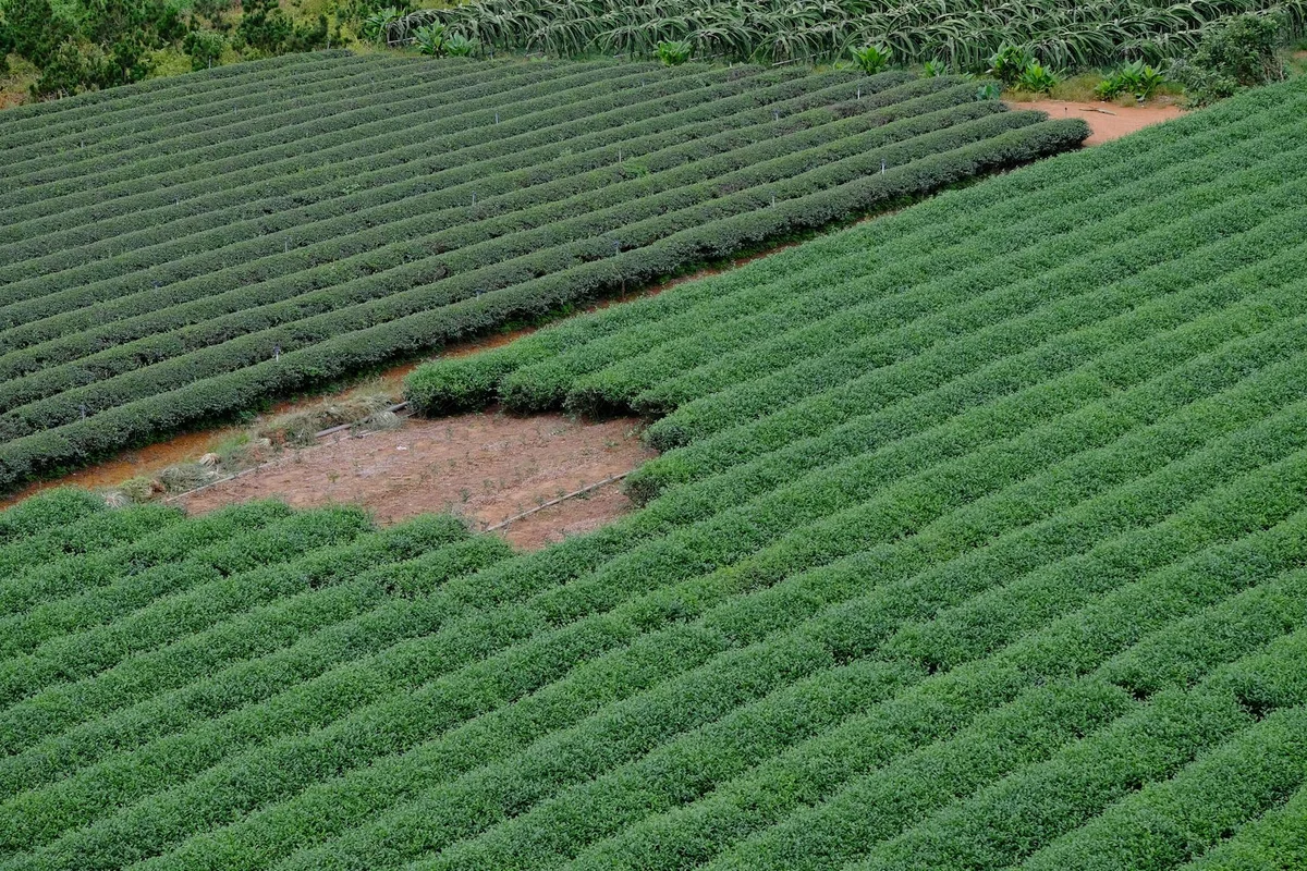 BOH Tea Plantation view 2