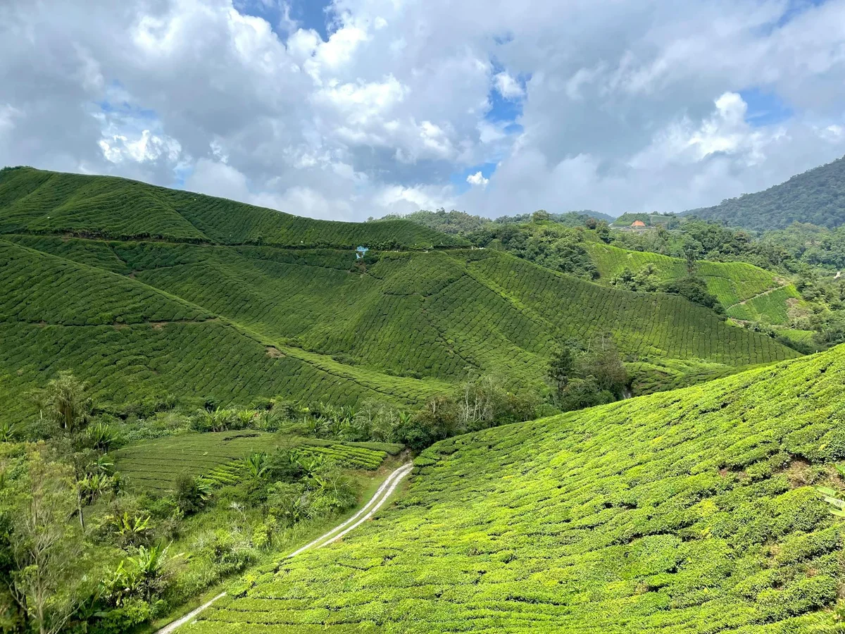 BOH Tea Plantation view 1