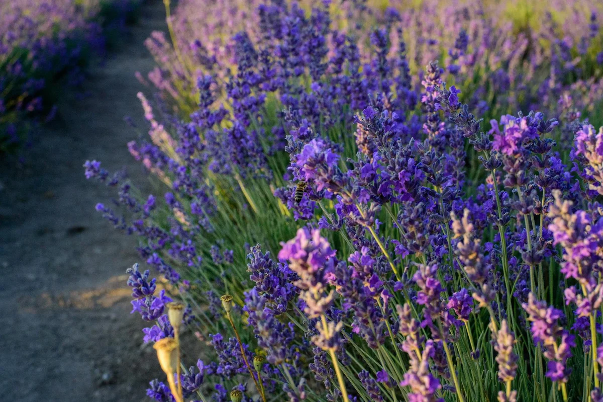 Cameron Lavender Garden feature