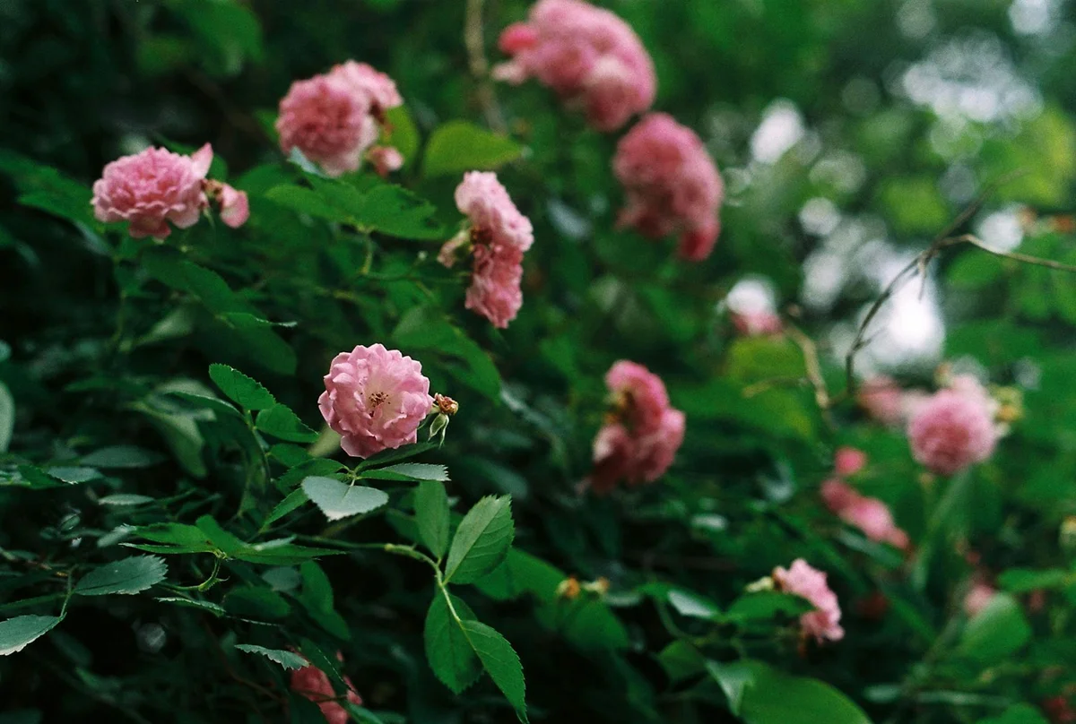 Orchid and Rose Garden feature