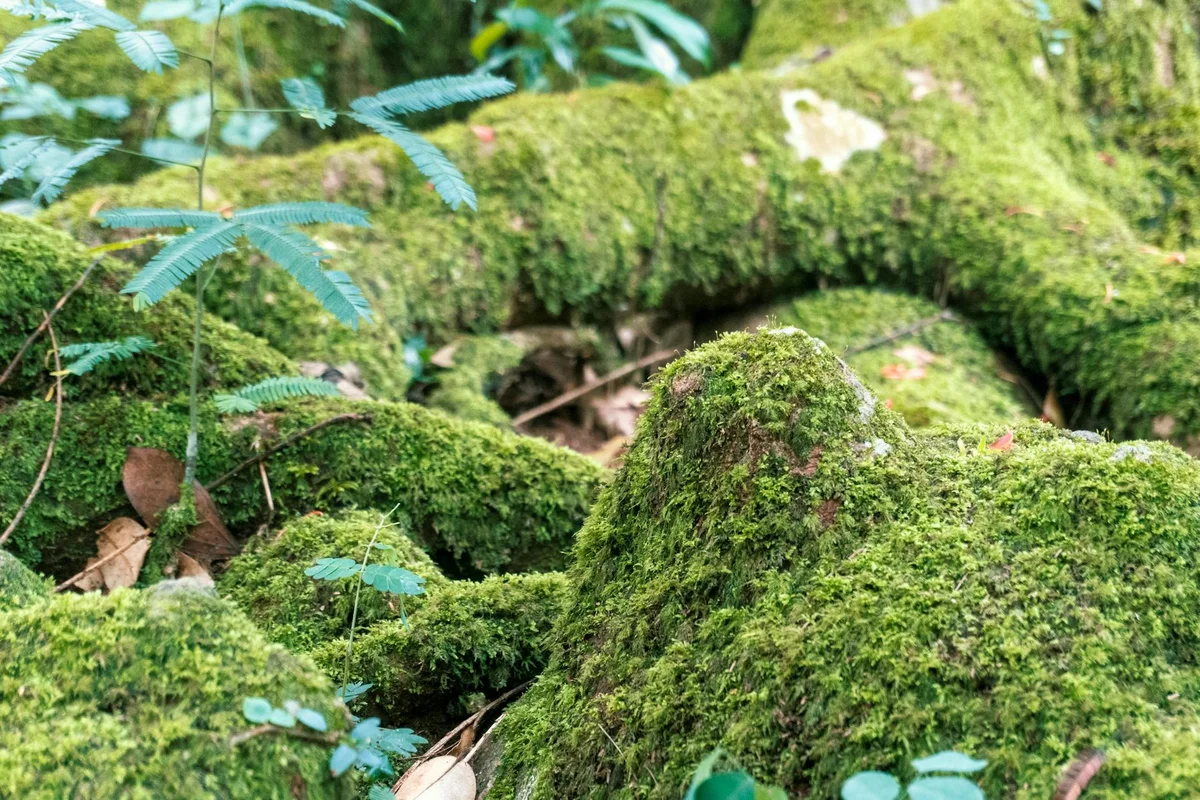 Mossy Forest view 2