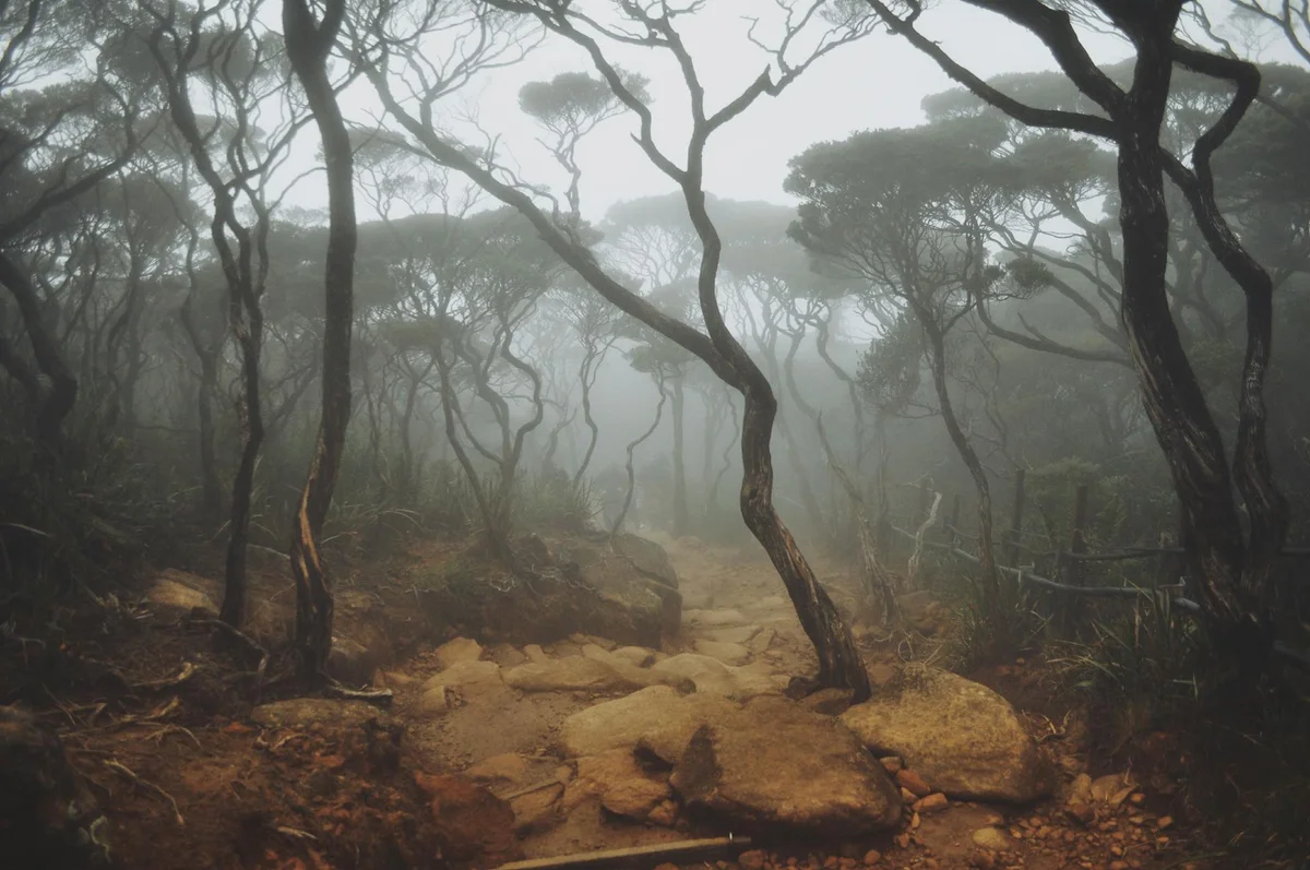 Mossy Forest view 1