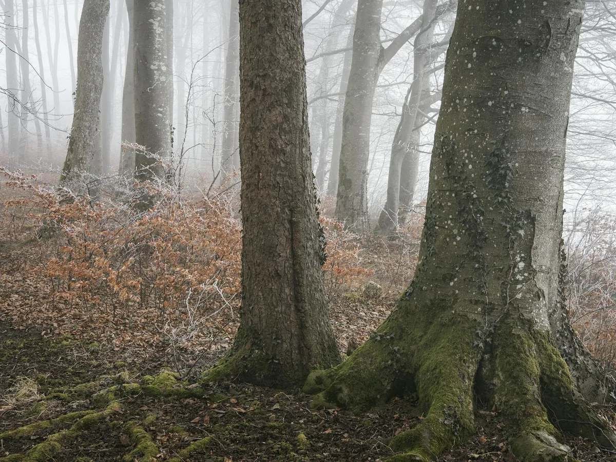 Mossy Forest feature