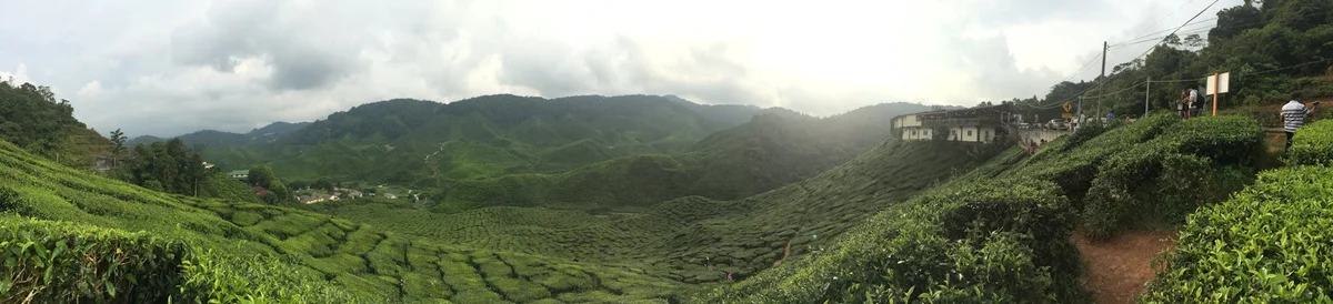 Sungai Palas Tea Estate view 2