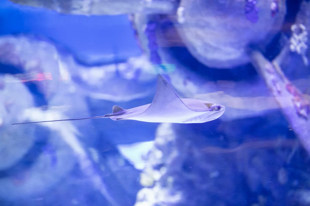 Underwater World Langkawi feature