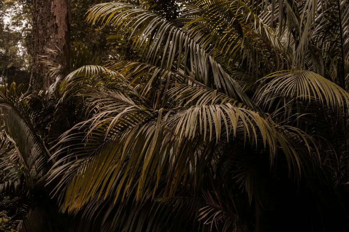 Penang Botanic Gardens view 1