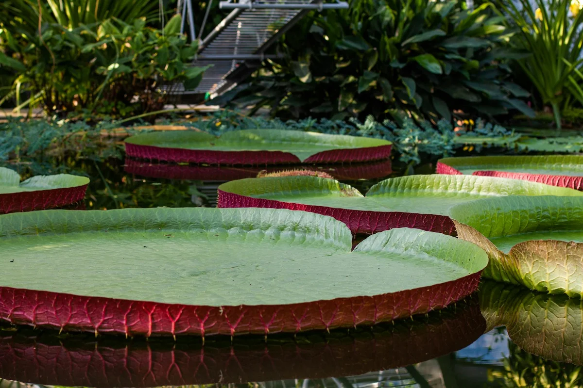 Tropical Spice Garden view 1