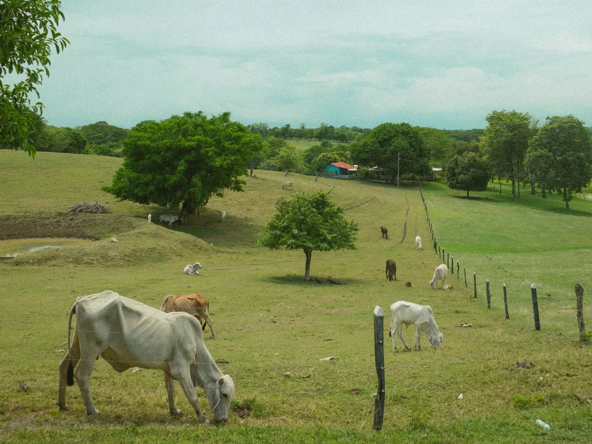 Audi Dream Farm view 2