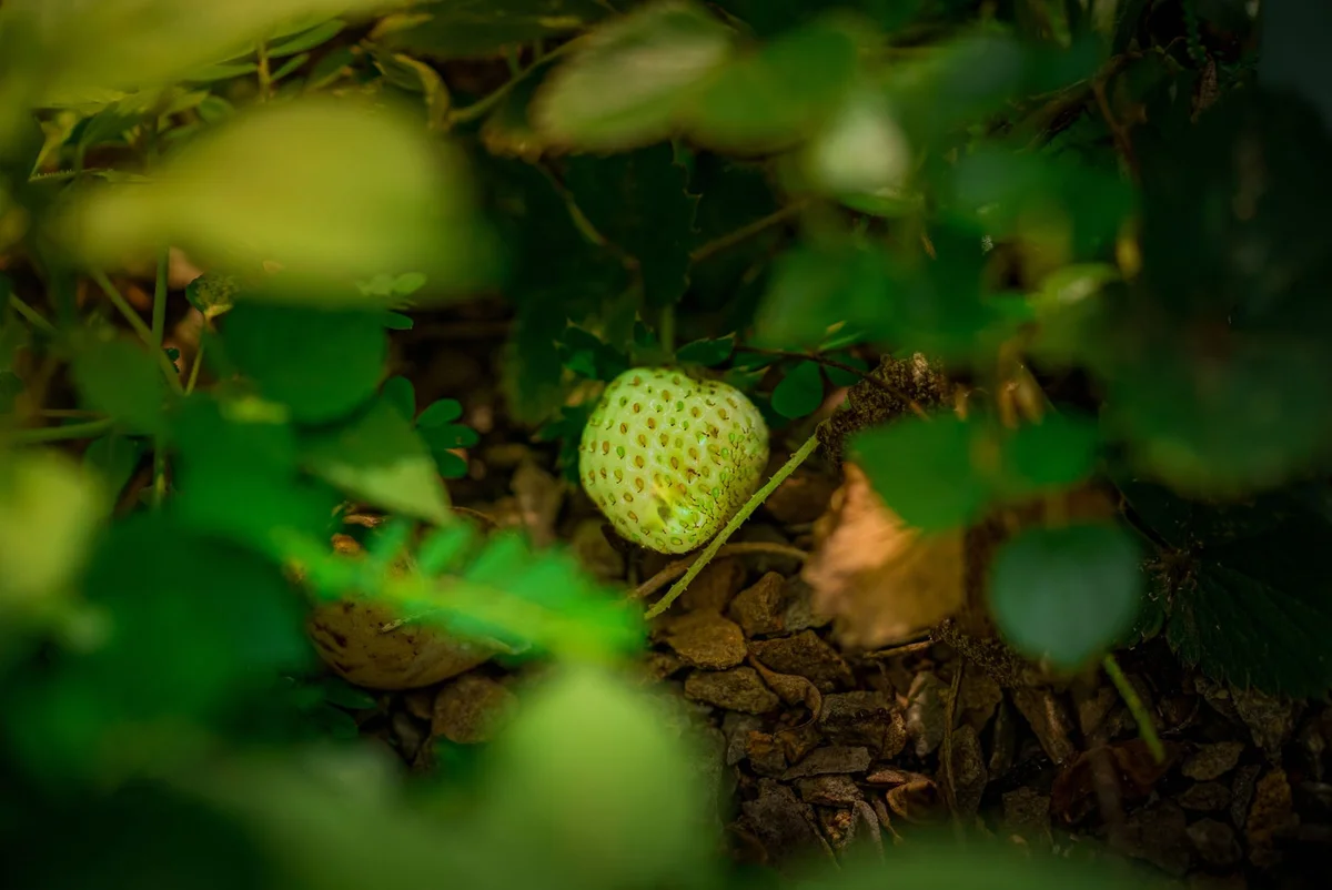 Big Red Strawberry Farm view 1