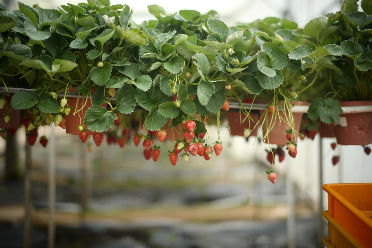 Big Red Strawberry Farm feature