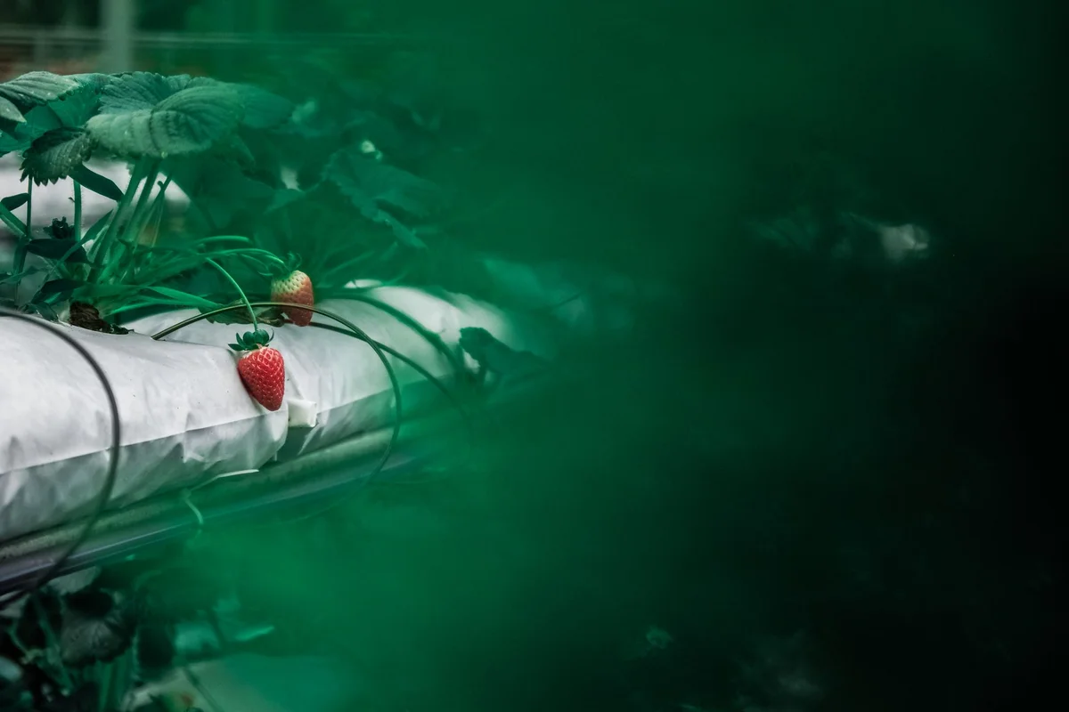 Big Red Strawberry Farm view 2