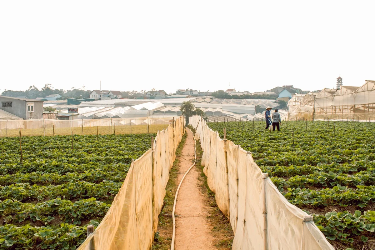 Raaju's Hill Strawberry Farm view 2