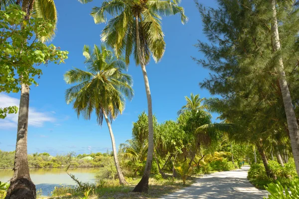 Island Pulse