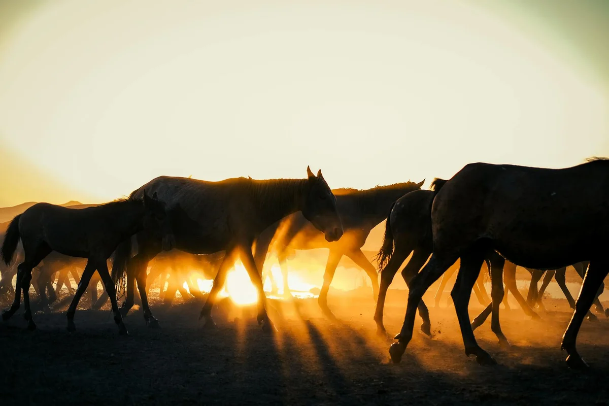 Hustai National Park feature