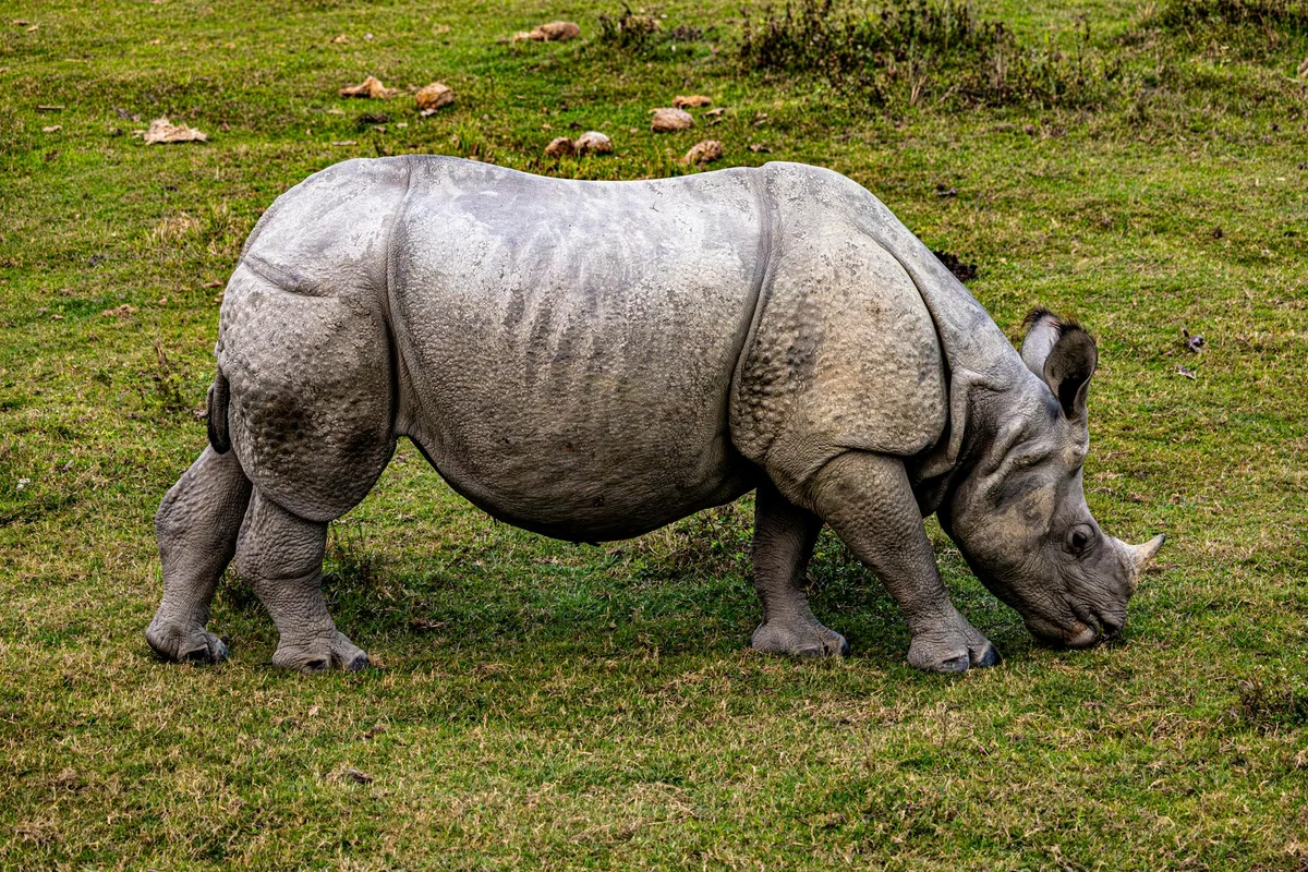 Chitwan National Park feature