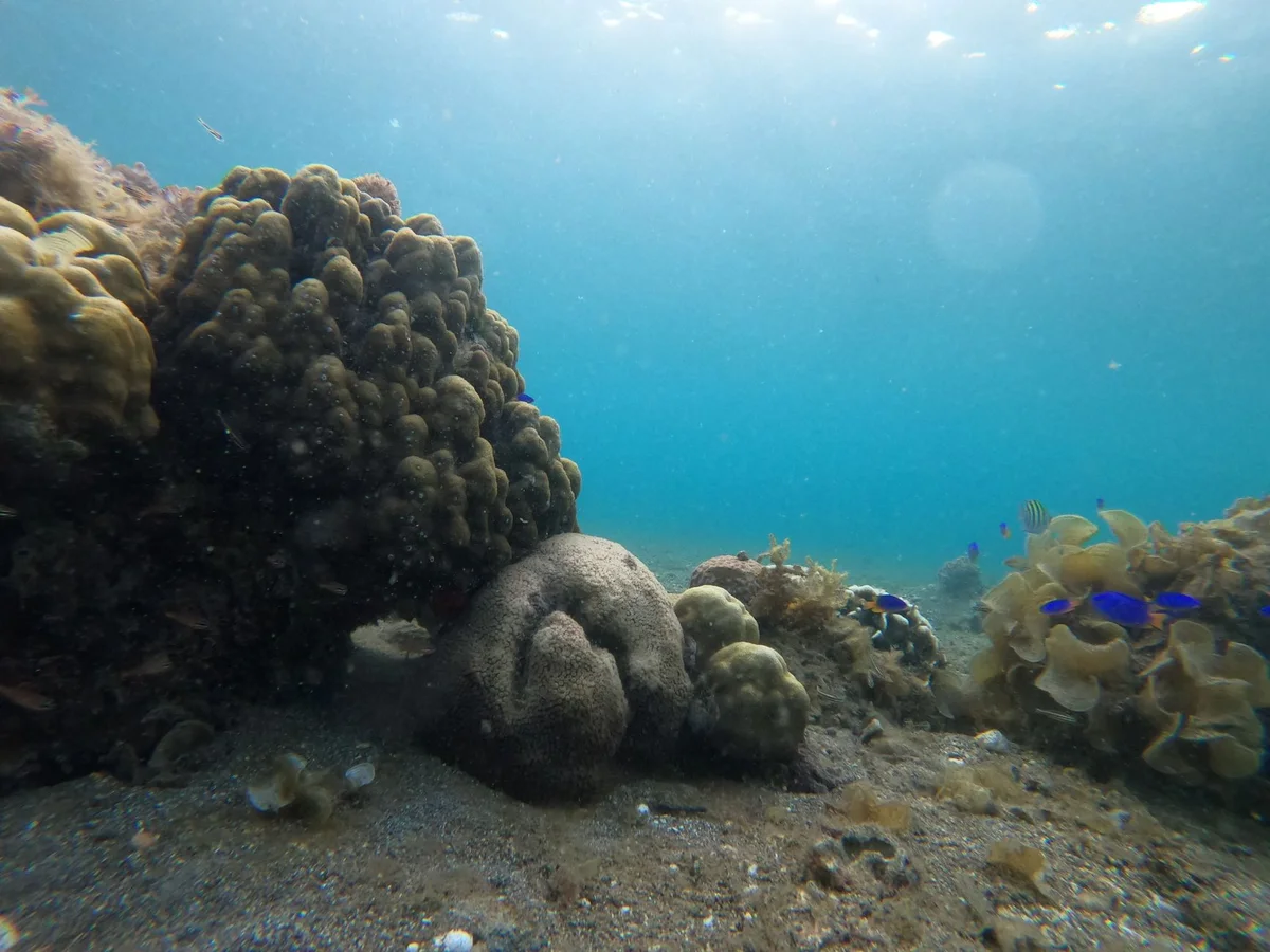 Napaling Reef view 1